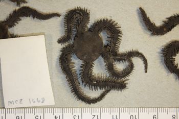 Media type: image; Invertebrate Zoology OPH-1668 Description: dorsal;